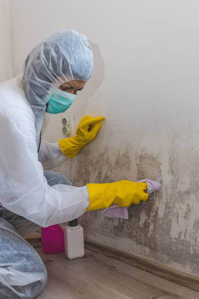 Best Asbestos and Lead Testing During Mold Inspection  in East Aurora, NY