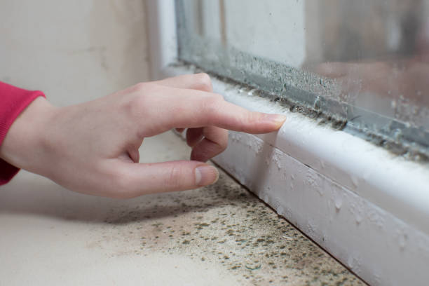 Best Mold Prevention Services  in East Aurora, NY