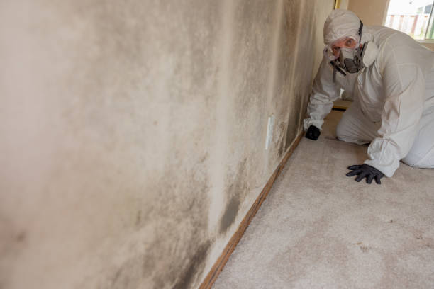  East Aurora, NY Mold Removal Pros